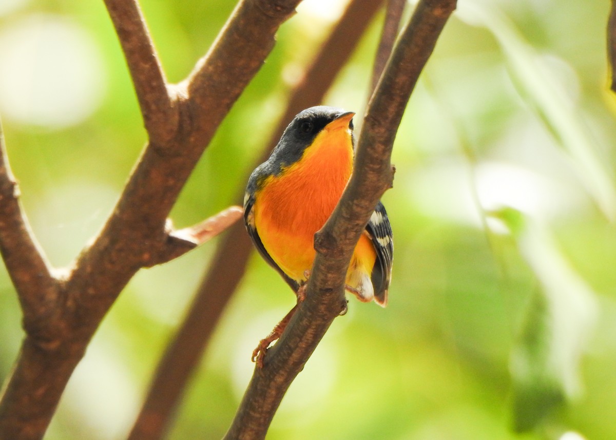 Tropical Parula - ML643077507