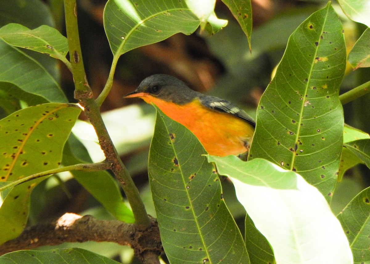 Tropical Parula - ML643077508