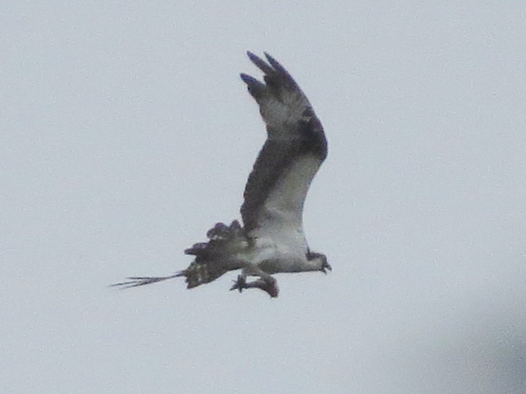 Osprey - ML64307751