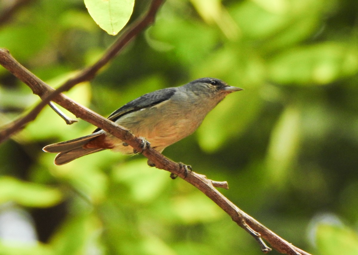 Chestnut-vented Conebill - ML643077510