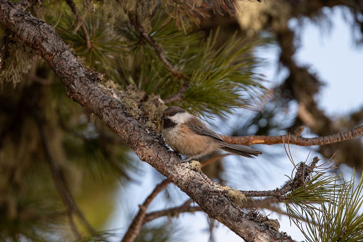 シベリアコガラ - ML643077520