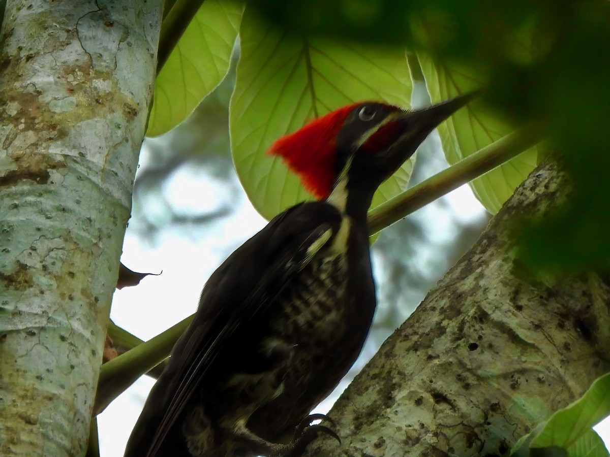 Lineated Woodpecker - ML643077541