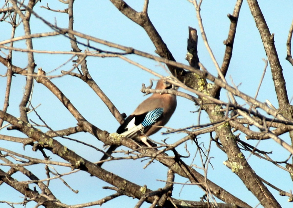 Eurasian Jay (Eurasian) - ML643077550