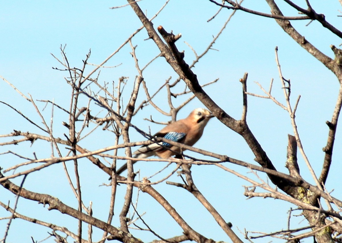 Eurasian Jay (Eurasian) - ML643077557