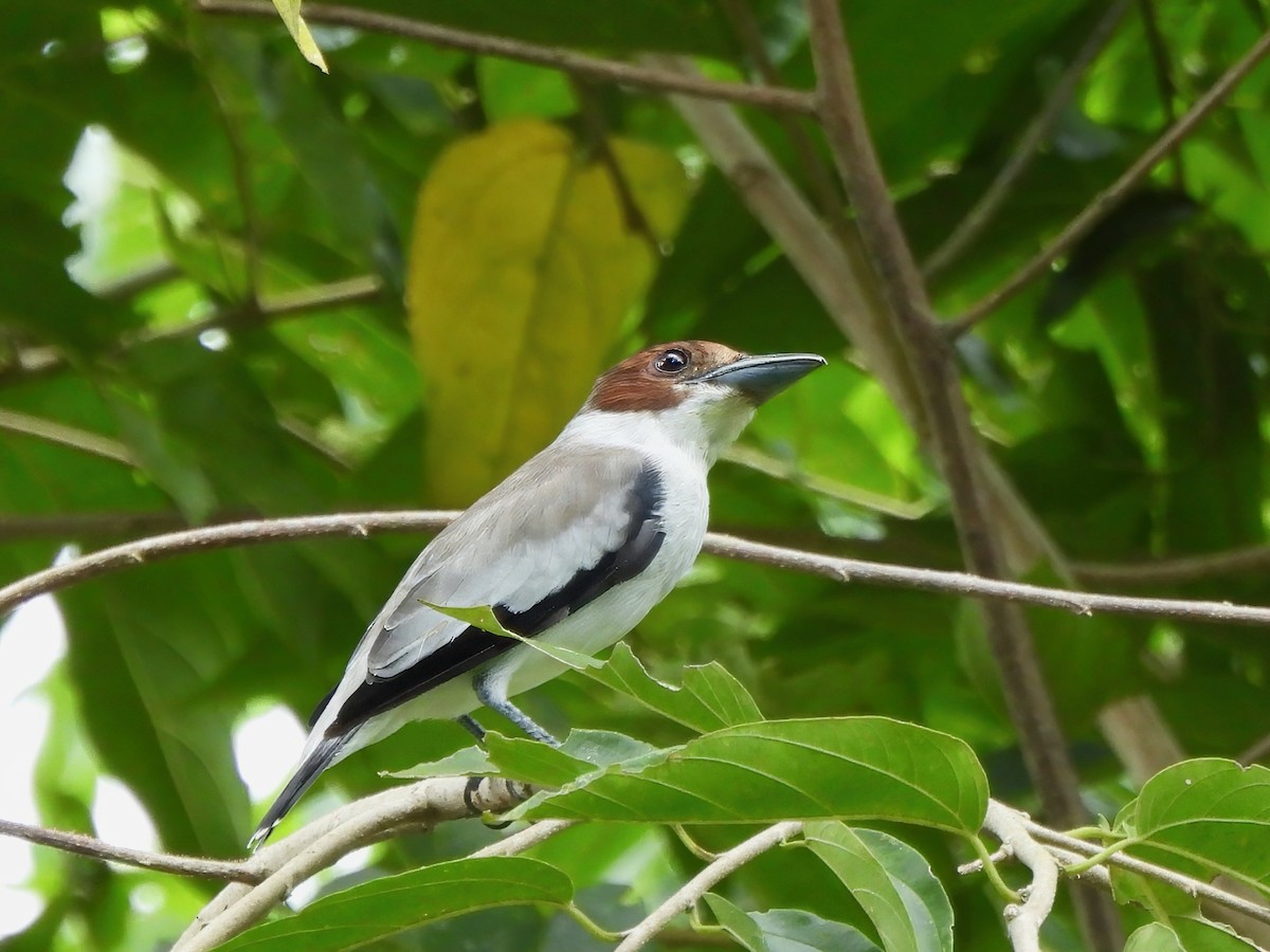 Black-crowned Tityra - ML643077558