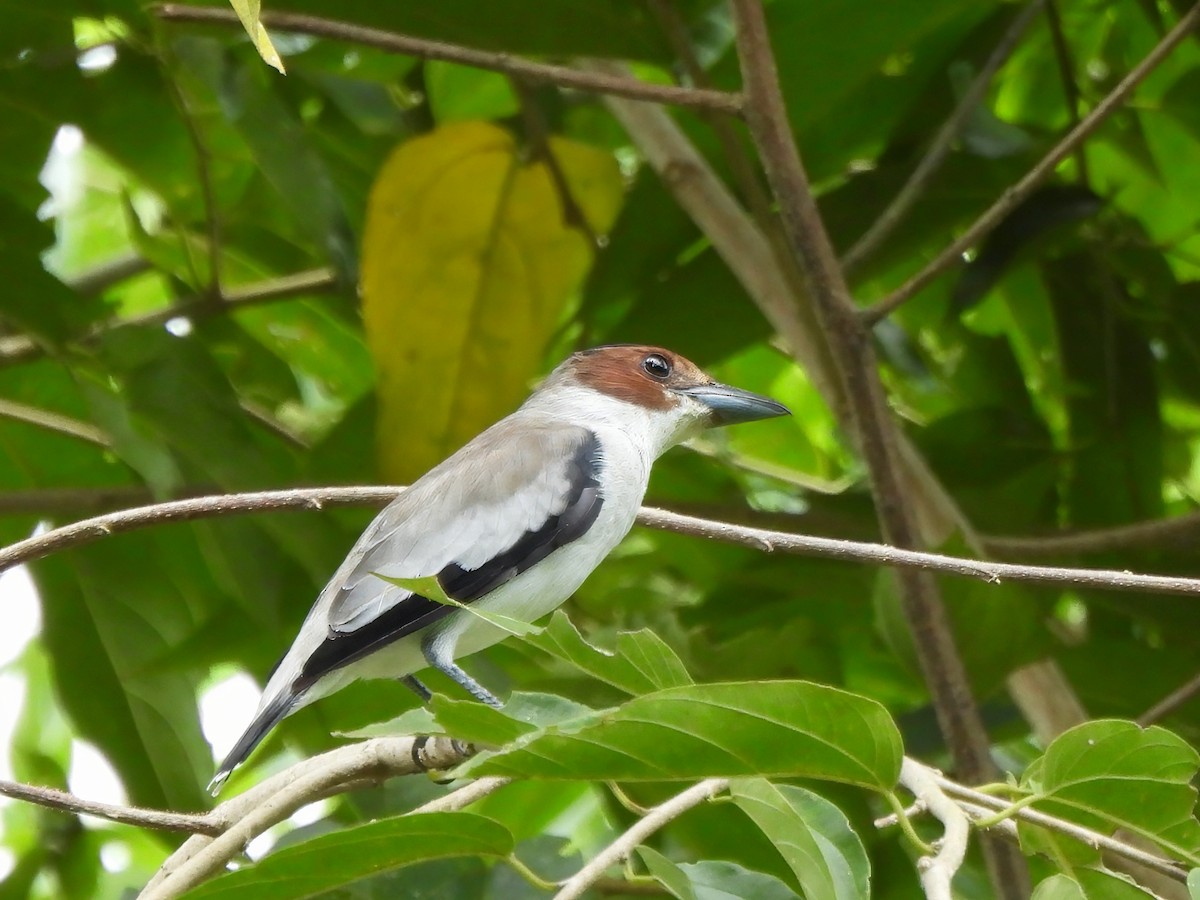 Black-crowned Tityra - ML643077559