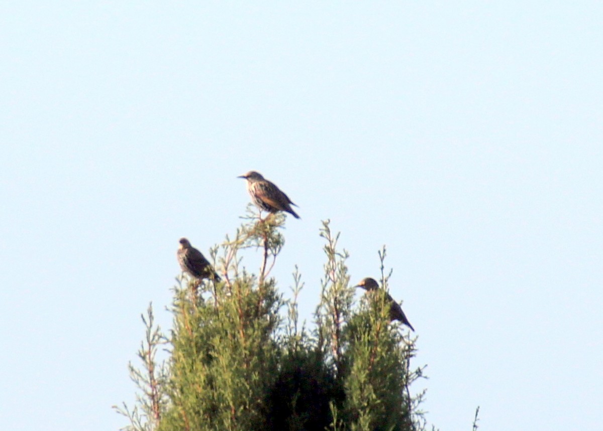 European Starling - ML643077574