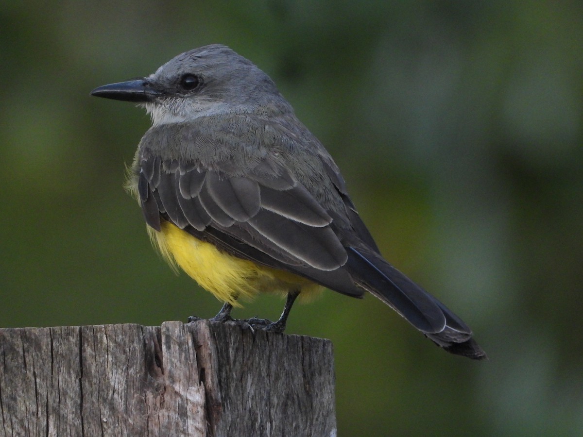 Tropical Kingbird - ML643077610