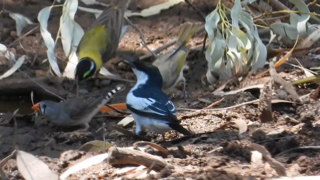 White-winged Triller - ML643077621