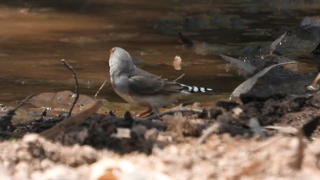 Zebra Finch - ML643077624