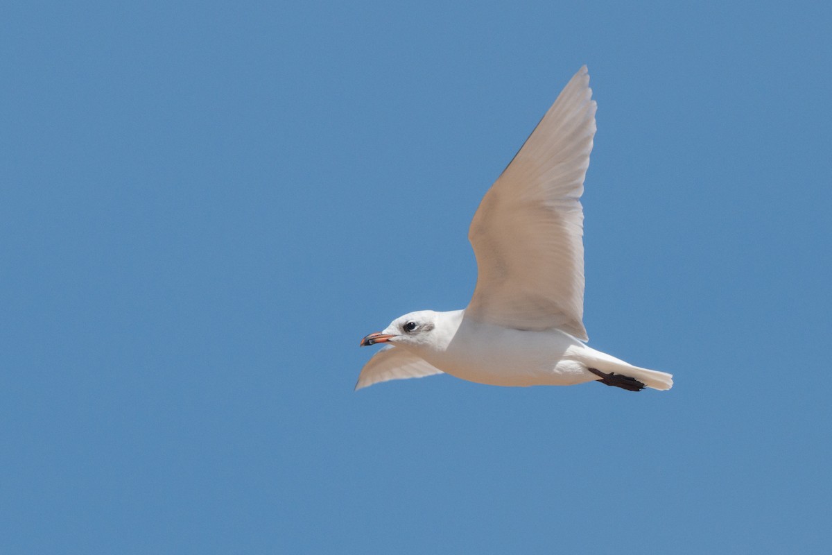 Mediterranean Gull - ML643077625