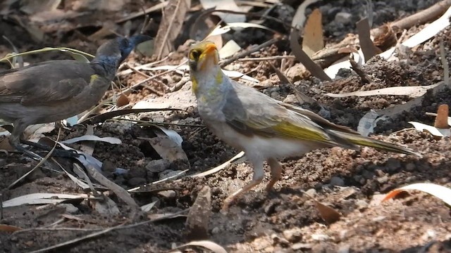 Yellow-throated Miner - ML643077632