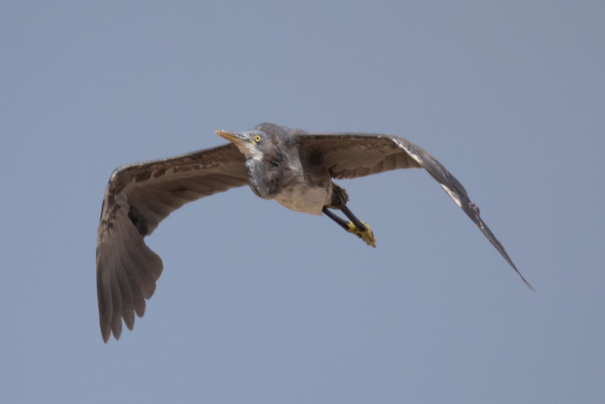 Western Reef-Heron - ML643077633