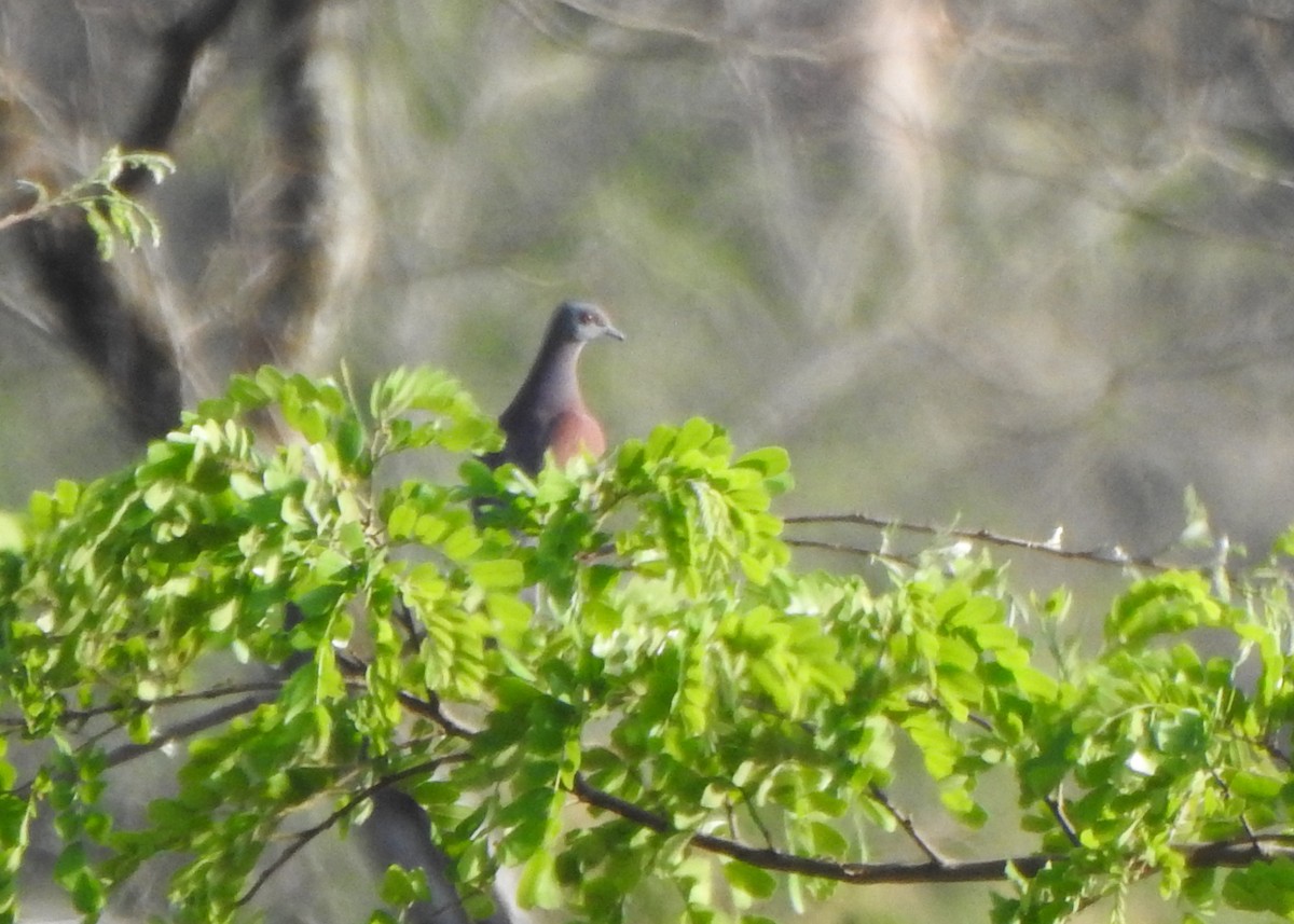 Pale-vented Pigeon - ML643077674