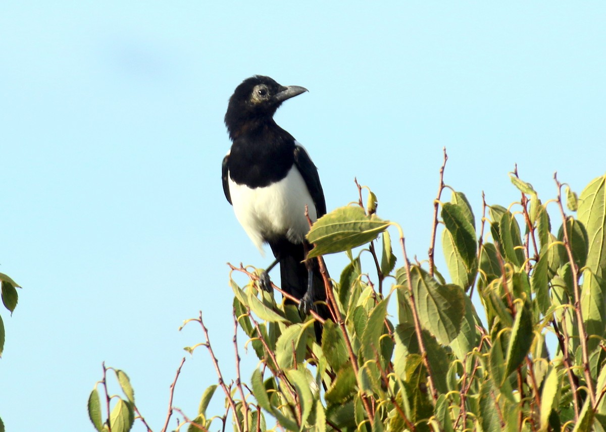 Eurasian Magpie - ML643077682