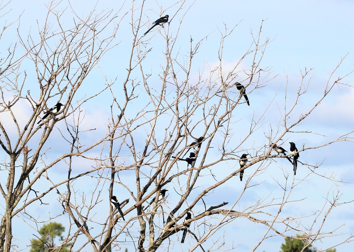 Eurasian Magpie - ML643077684