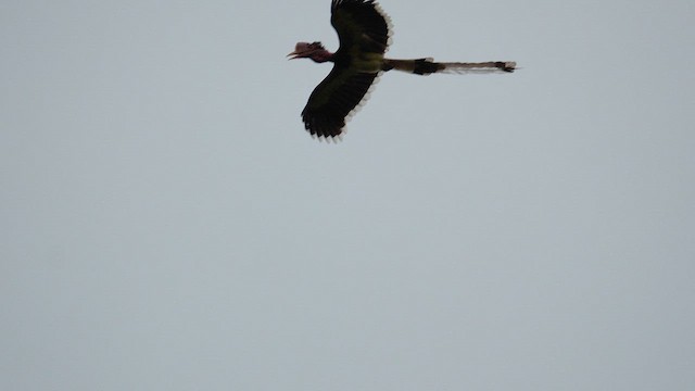 Helmeted Hornbill - ML643077686