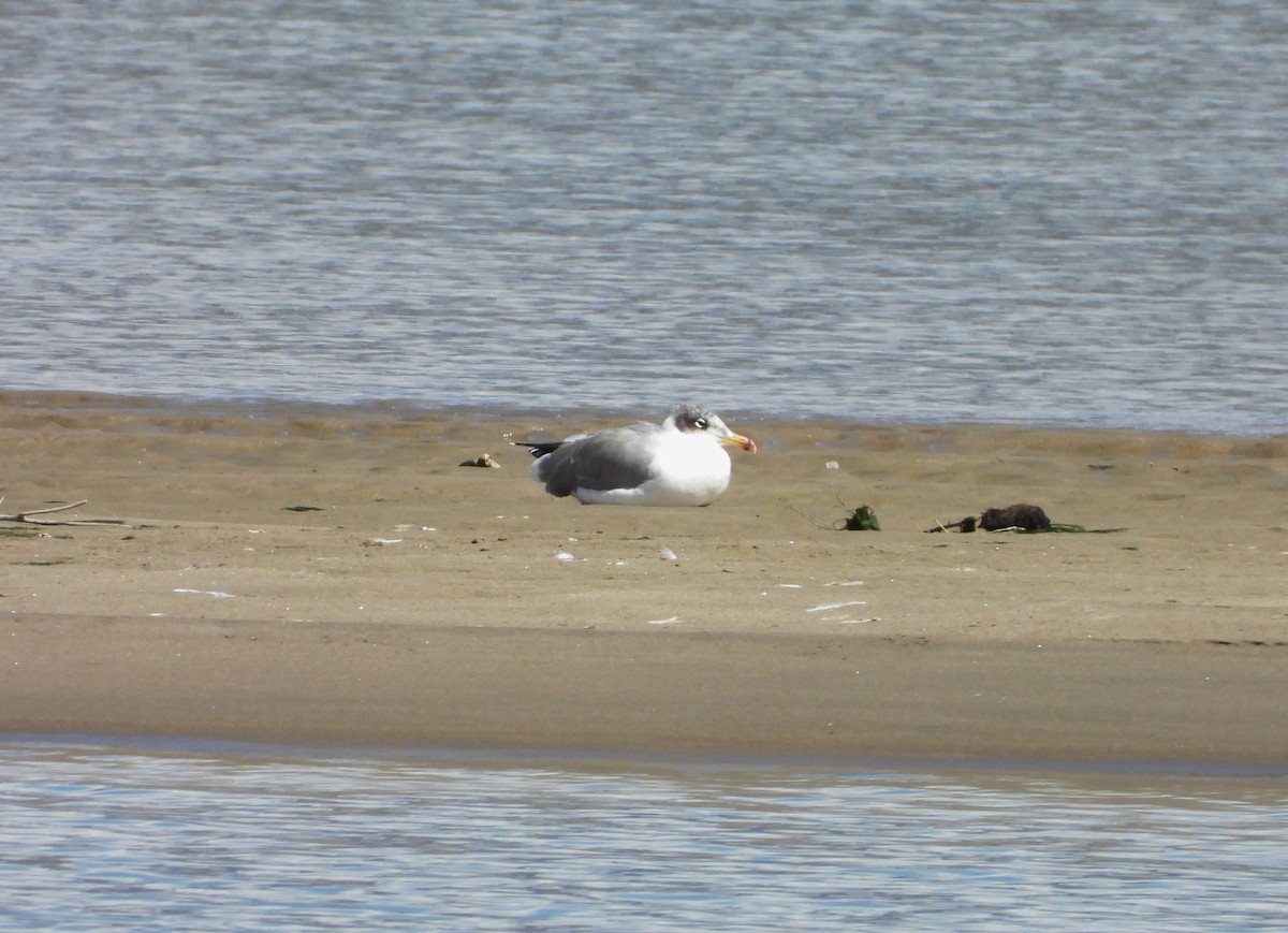 Pallas's Gull - ML643077691