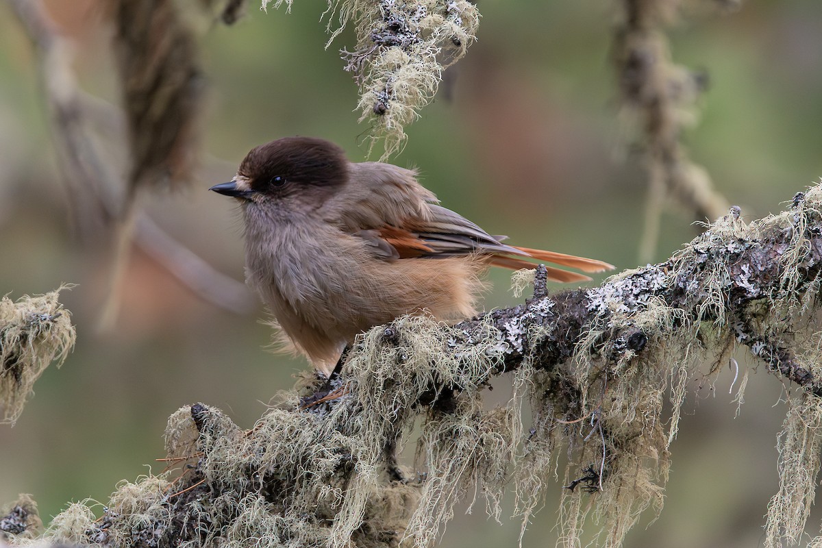 Siberian Jay - ML643077694