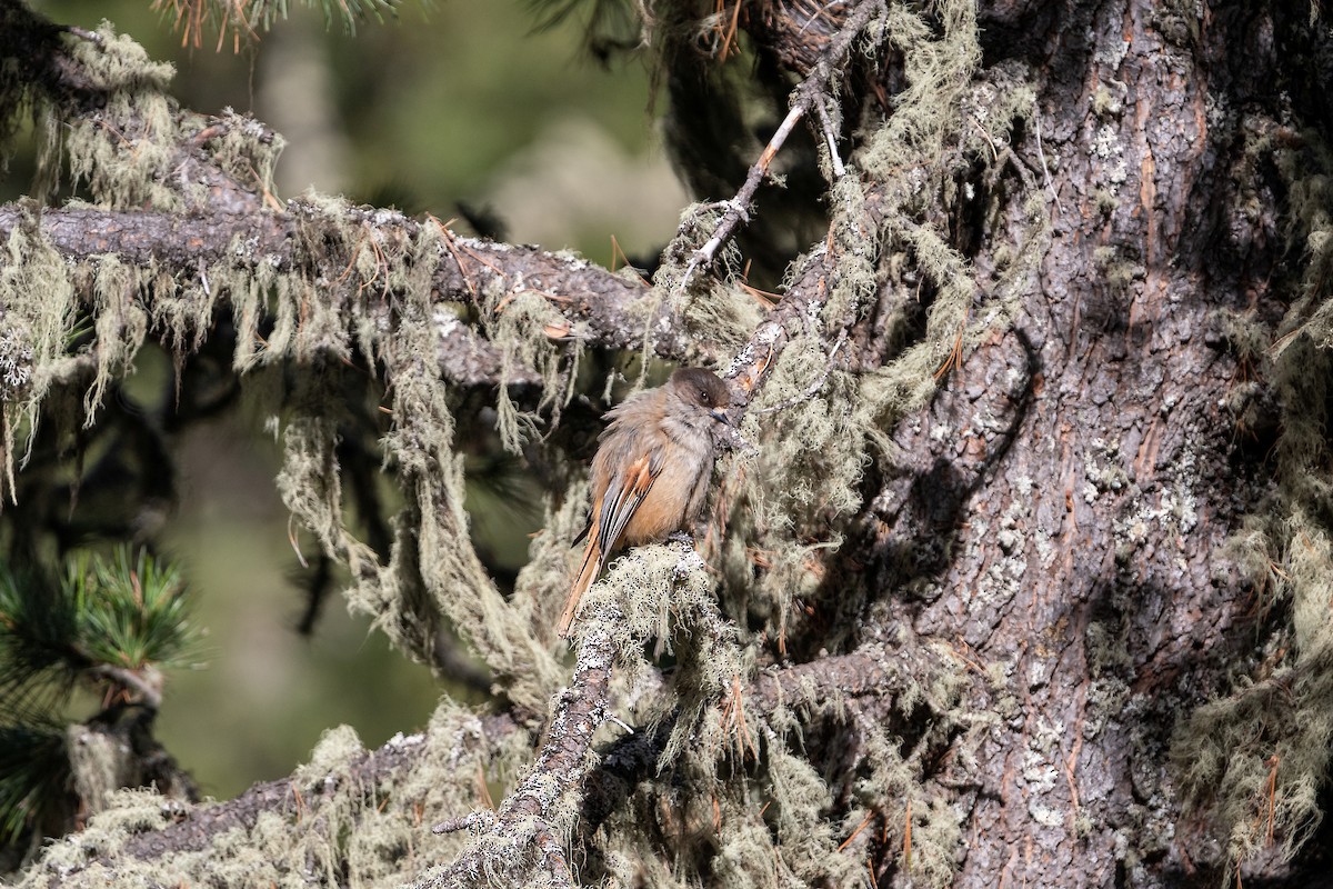 Siberian Jay - ML643077695