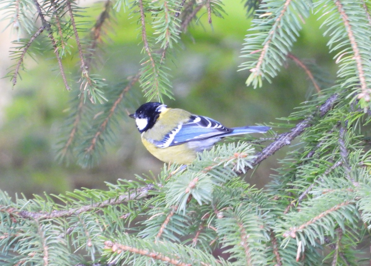 Green-backed Tit - ML643077697