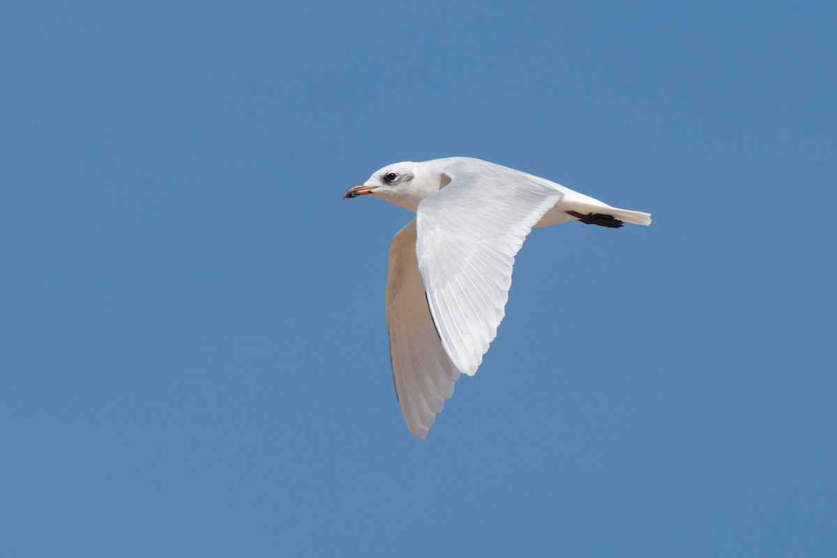 Mediterranean Gull - ML643077716