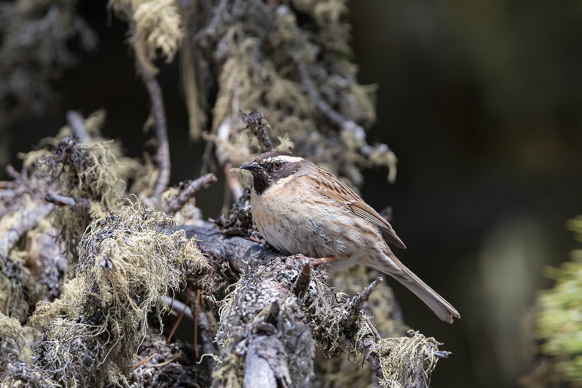 Black-throated Accentor - ML643077717