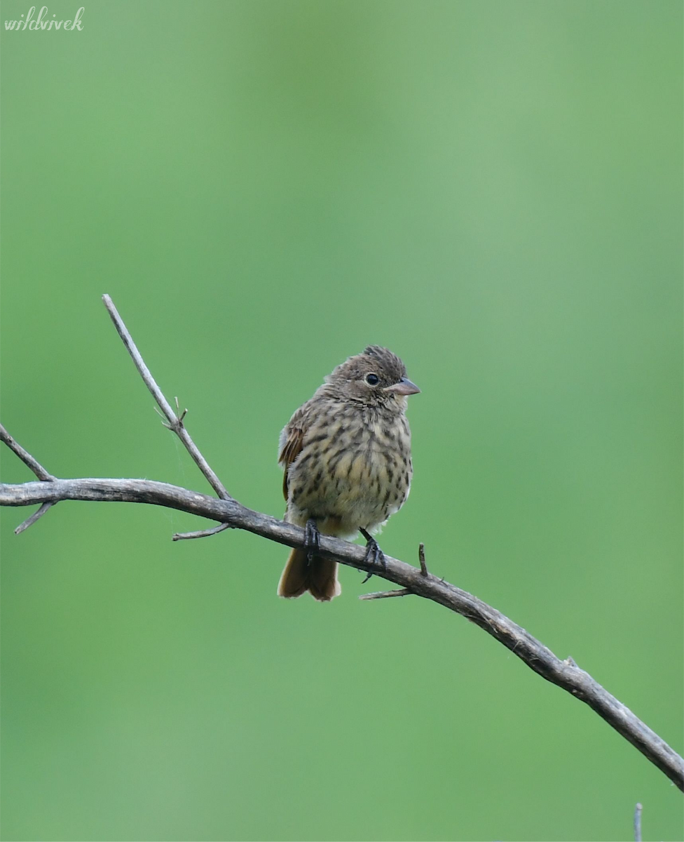 Crested Bunting - ML643077730
