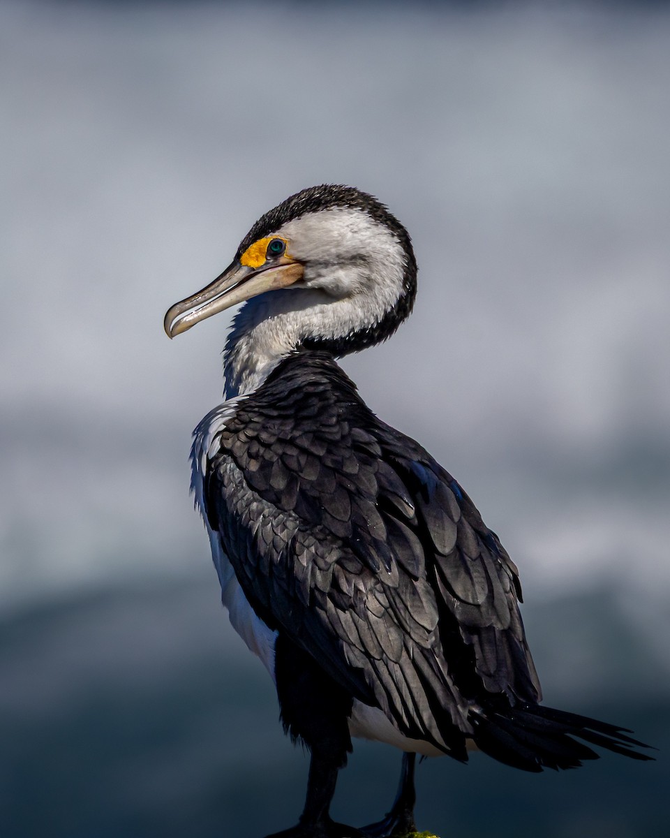 Pied Cormorant - ML643077733