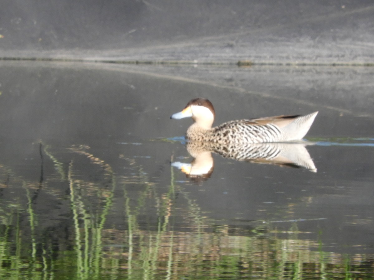 Silver Teal - ML643077734