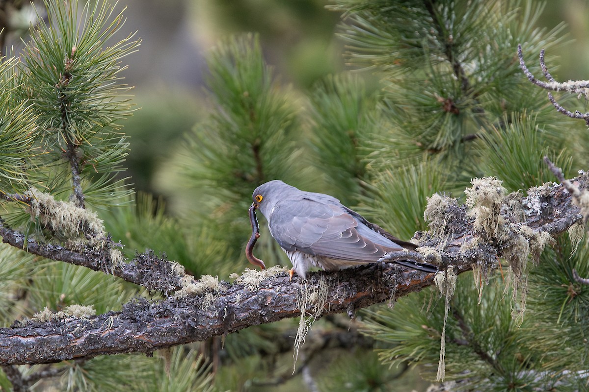 Common Cuckoo - ML643077735