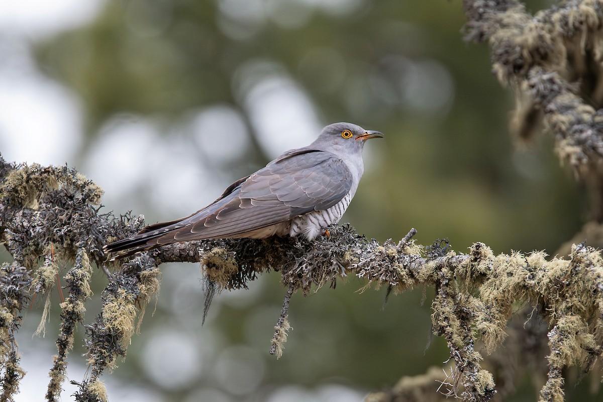 Common Cuckoo - ML643077736