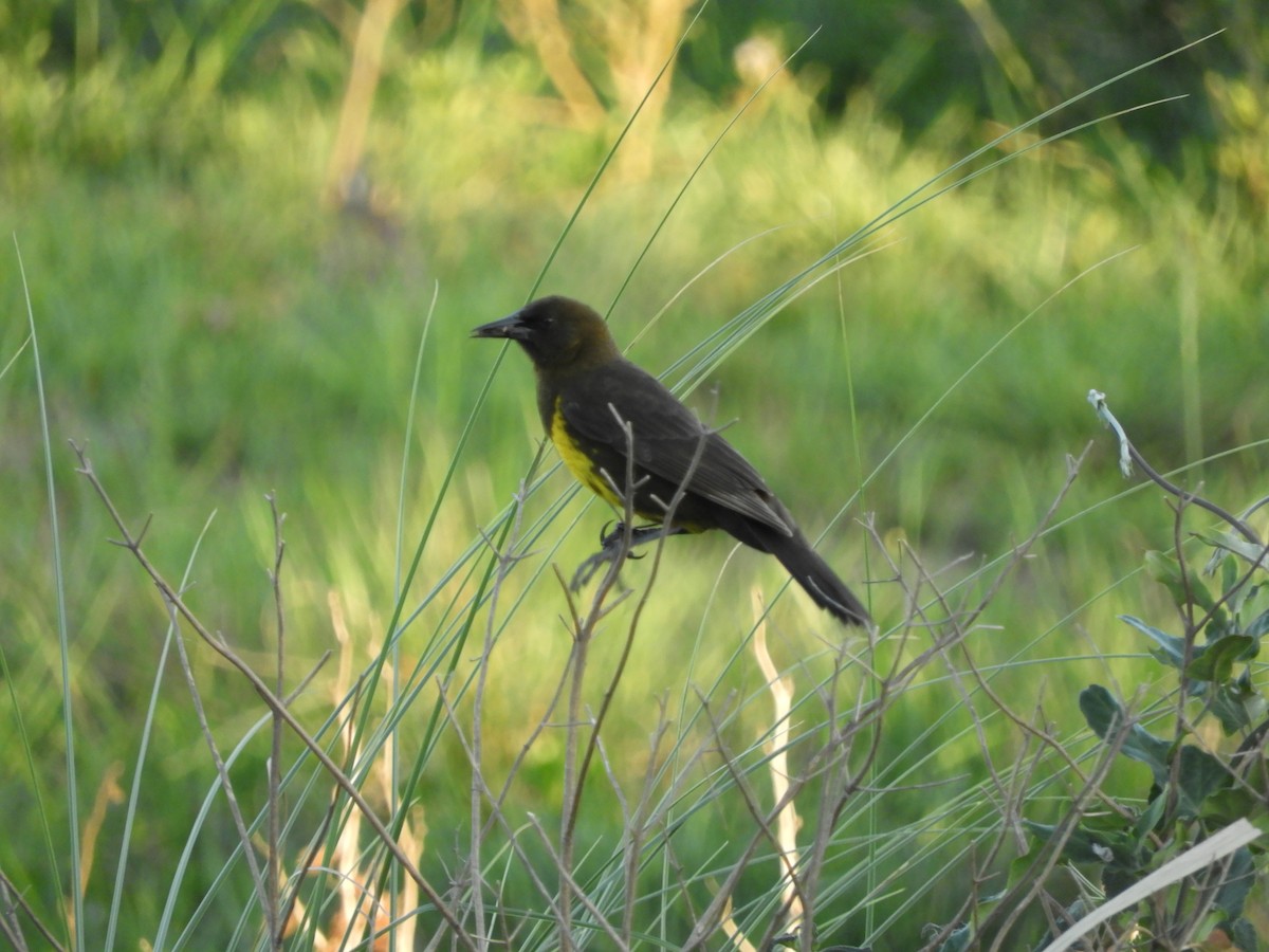 Brown-and-yellow Marshbird - ML643077739