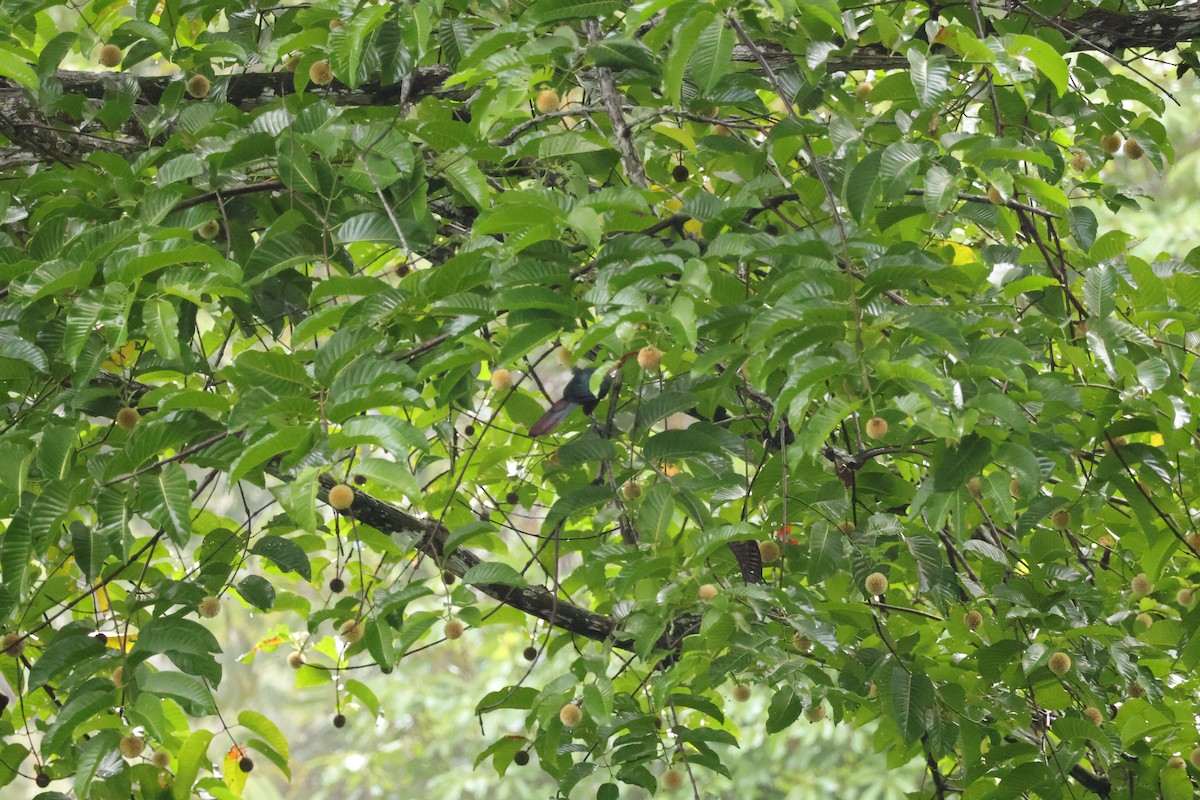 Chestnut-breasted Malkoha - ML643077740