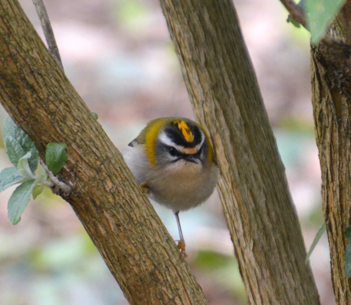 Common Firecrest - ML643077746