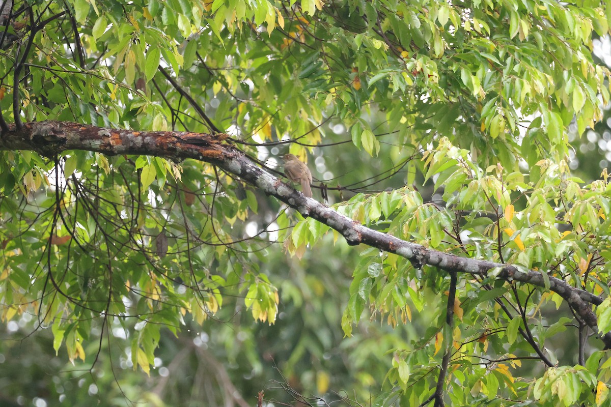 Bulbul Ojirrojo - ML643077761