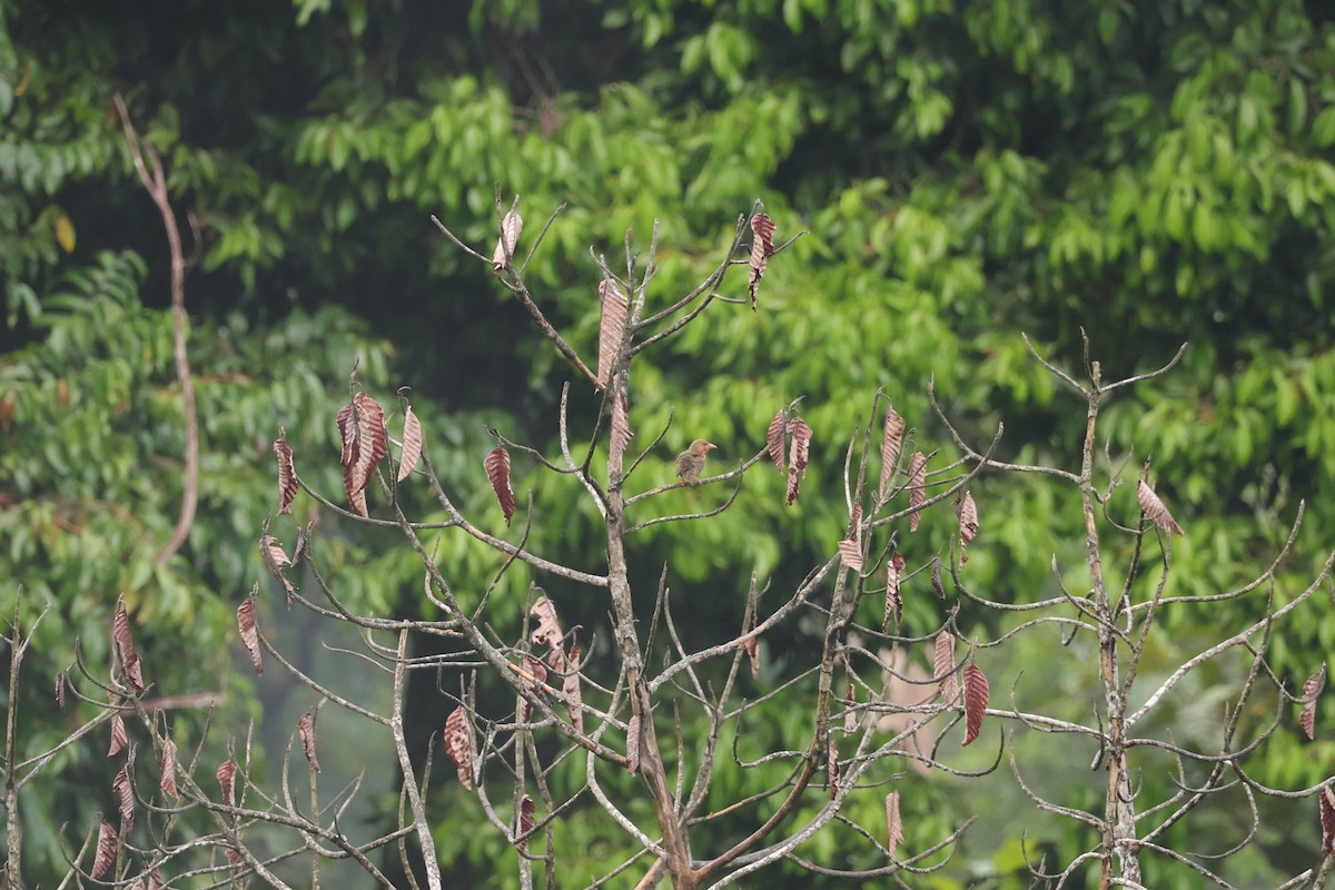 Brown Barbet - ML643077769