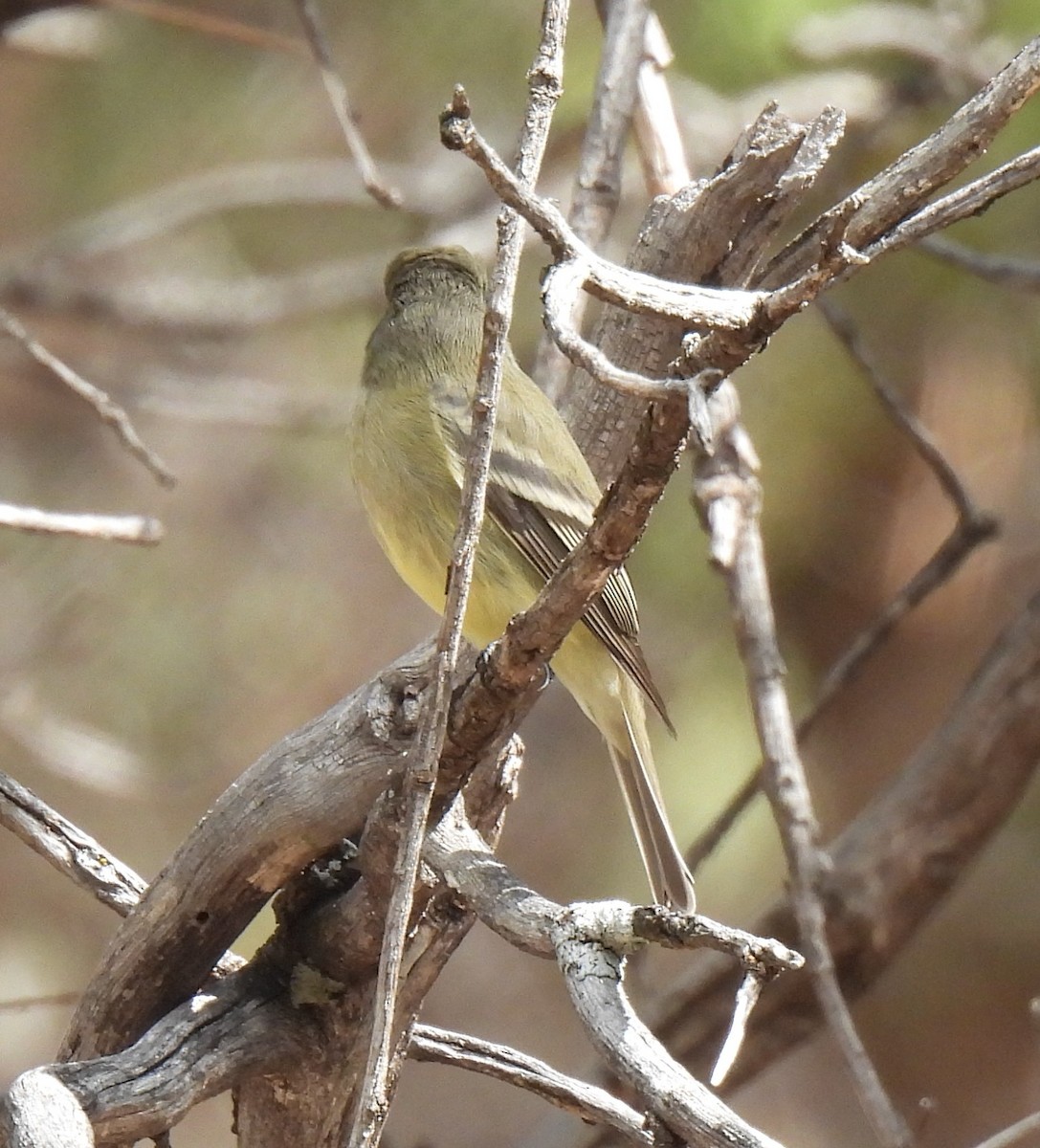 Western Flycatcher - ML643077776