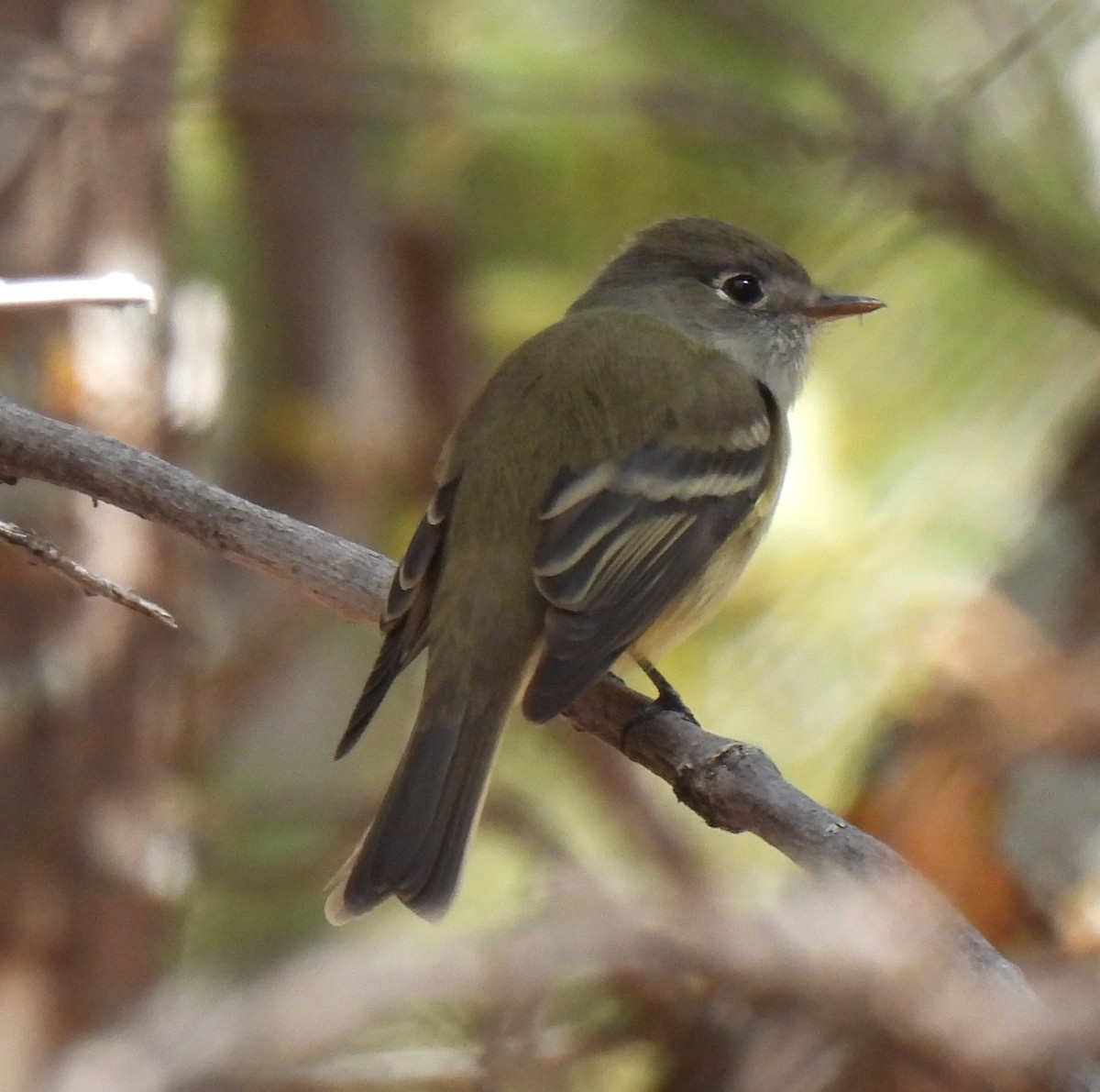 Western Flycatcher - ML643077778