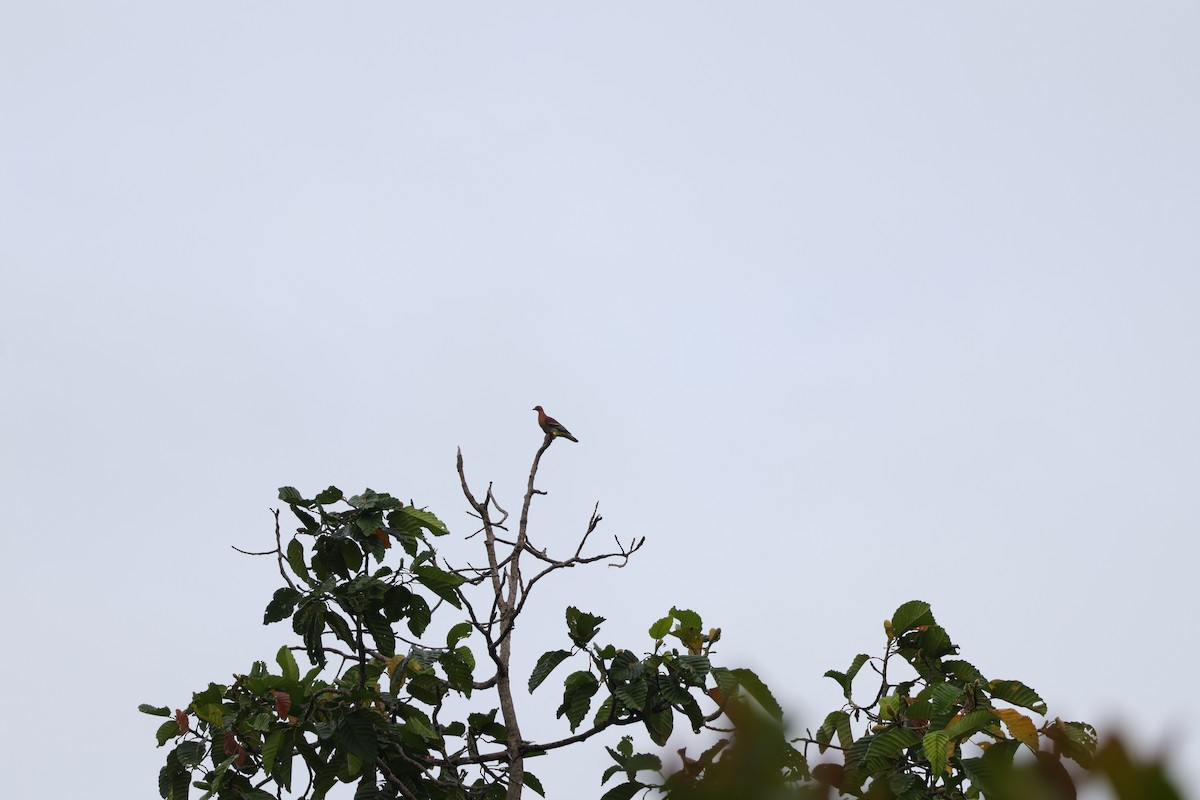 Cinnamon-headed Green-Pigeon - ML643077779