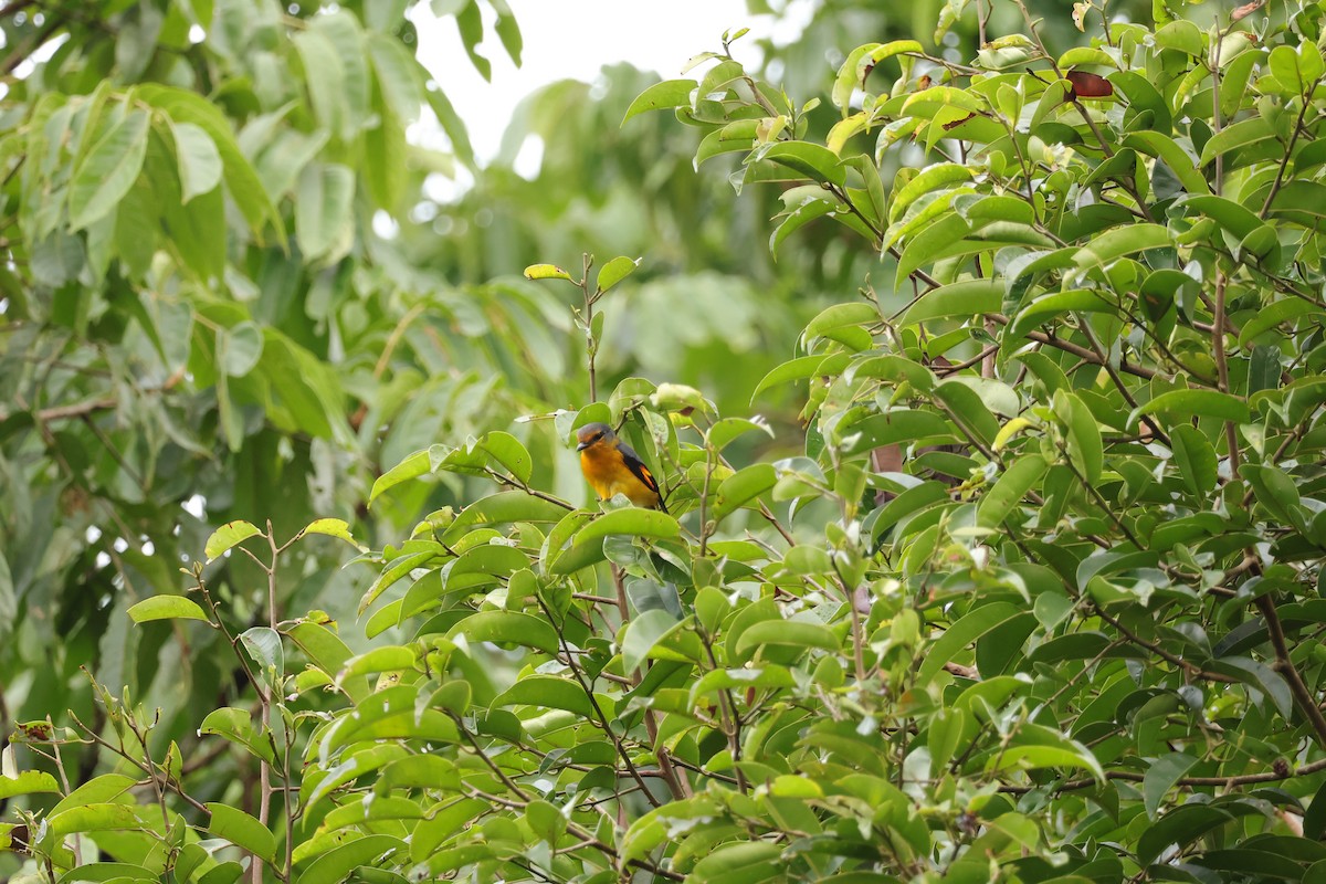 Fiery Minivet - ML643077790
