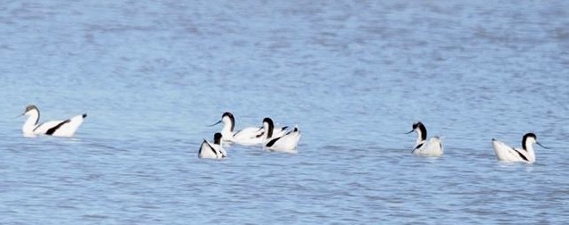 Avoceta Común - ML643077792