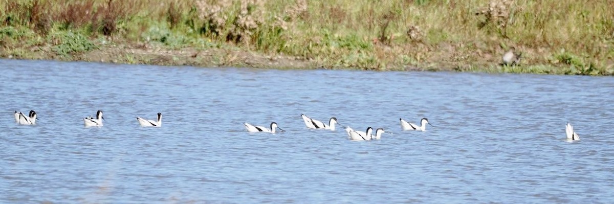 Avoceta Común - ML643077795
