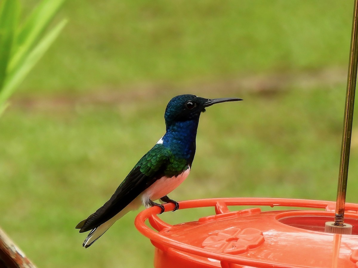 White-necked Jacobin - ML643077804