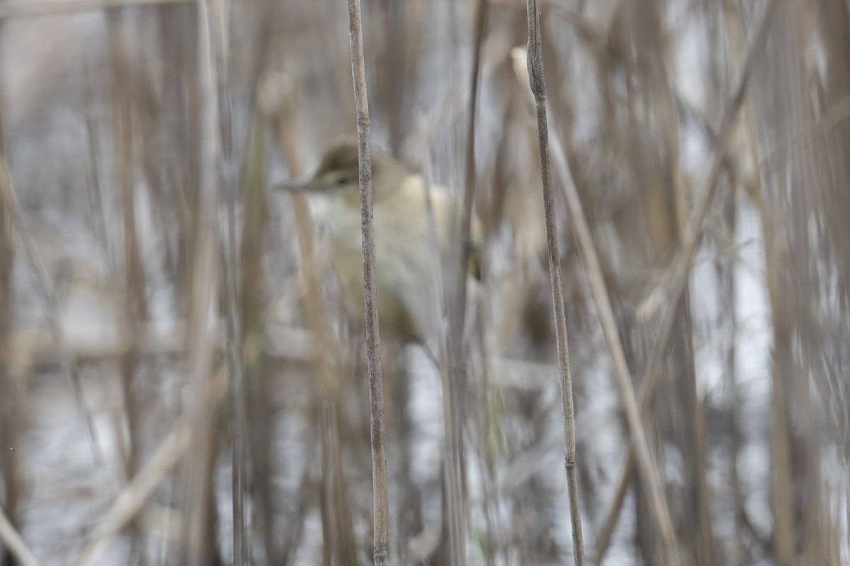 Australian Reed Warbler - ML643077812