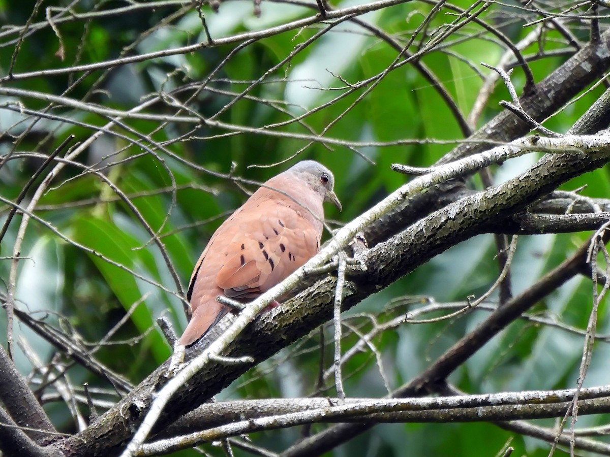 Ruddy Ground Dove - ML643077818