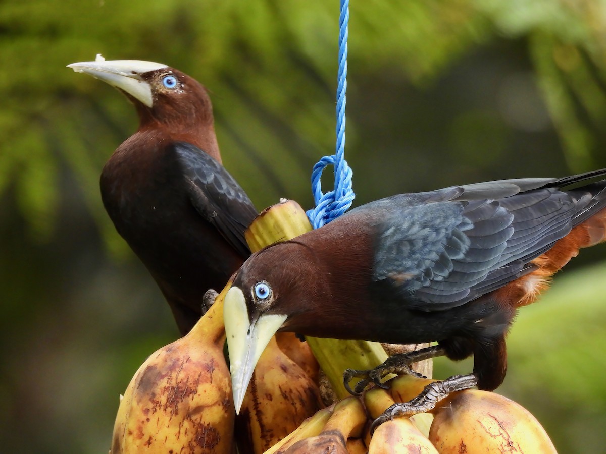 Chestnut-headed Oropendola - ML643077820