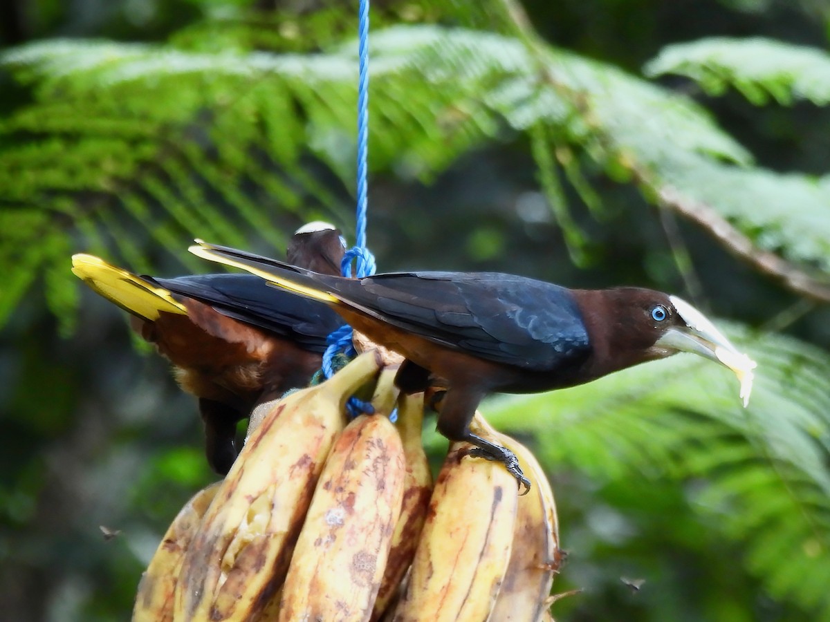 Chestnut-headed Oropendola - ML643077823