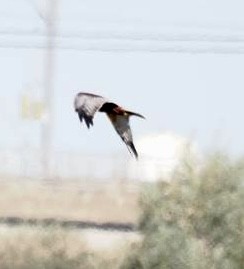 Aguilucho Lagunero Occidental - ML643077828