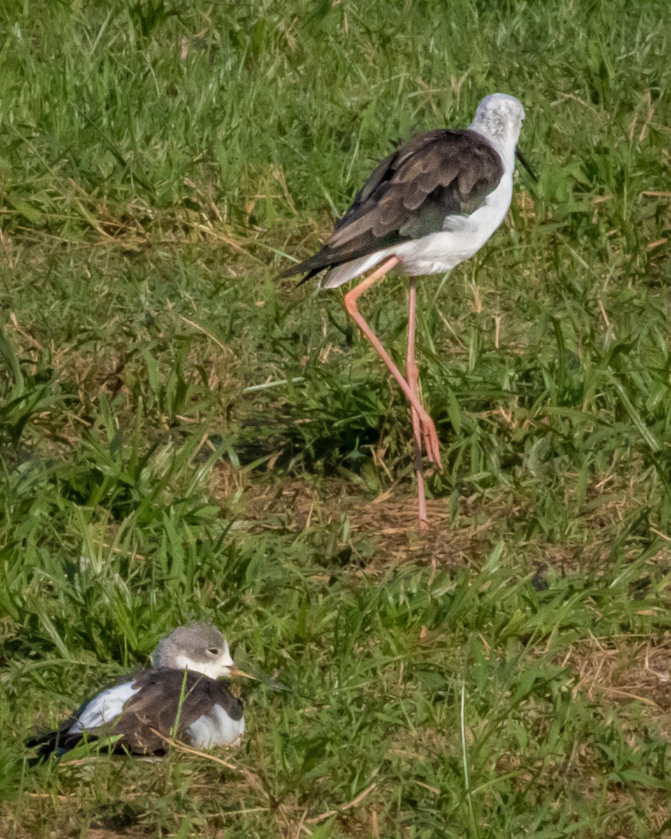 Black-winged Stilt - ML643077853